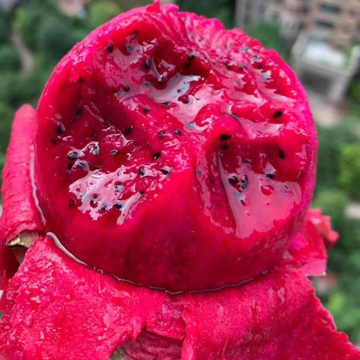 金都一号蜜宝（约500克） 商品图3