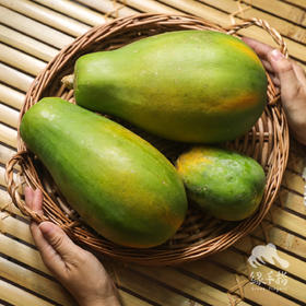生态木瓜 | 合作生产*Ecological Papaya |Coprodution