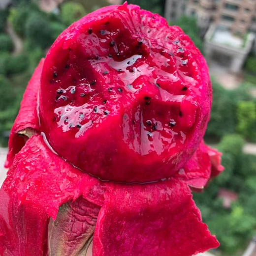 金都一号蜜宝（约500克） 商品图2