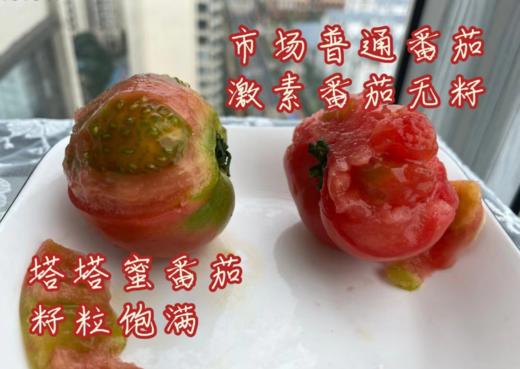 优选|云南高原塔塔蜜水果番茄  多汁饱满 少空心  酸甜比高 果味浓  4.5斤 商品图4