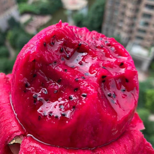 金都一号蜜宝（约500克） 商品图1