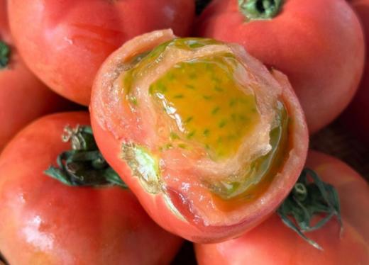 优选|云南高原塔塔蜜水果番茄  多汁饱满 少空心  酸甜比高 果味浓  4.5斤 商品图1