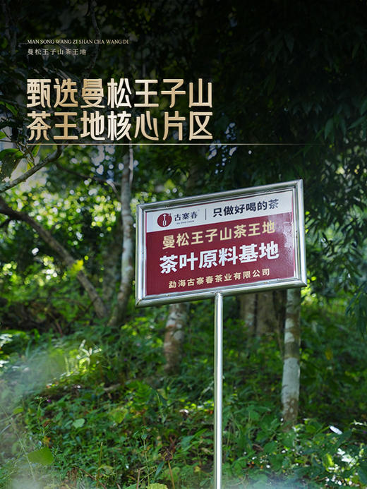【曼松王子山茶王地】只有3饼！！2024年头春头采易武曼松王子山茶王地核心片区 王者中的顶流蕞接近茶王树的口感！ 商品图8