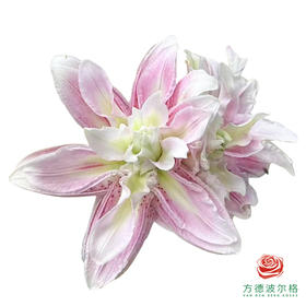 【重瓣百合】-粉霞 5枝一扎