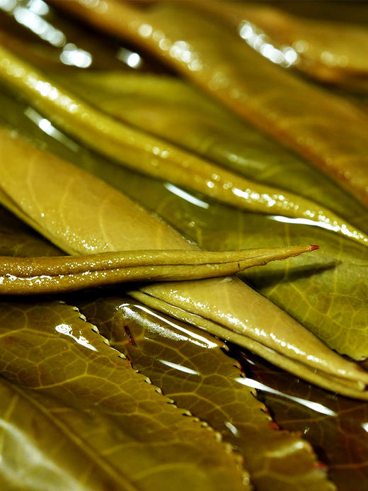 【曼松王子山茶王地】只有3饼！！2024年头春头采易武曼松王子山茶王地核心片区 王者中的顶流蕞接近茶王树的口感！ 商品图6