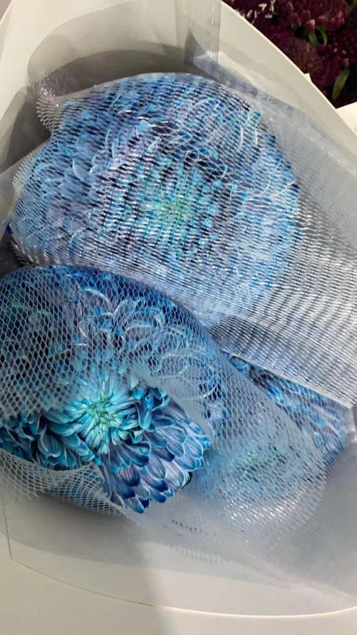 牡丹菊 商品图2