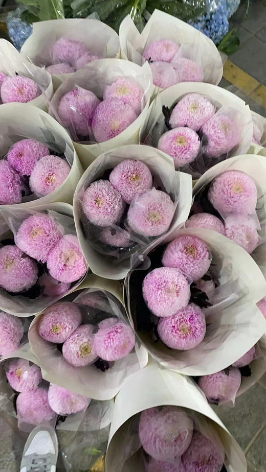 牡丹菊 商品图3