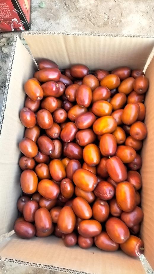 自然生长的新鲜红枣，口感酸甜，不售后，介意者勿拍！！木枣，二十几年无人管理  山西黄河边上长大 时效不保，不支持退货 商品图1