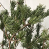 国产花材-【五针松】 商品缩略图0