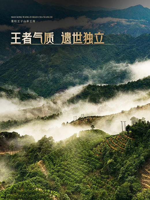 【曼松王子山茶王地】只有3饼！！2024年头春头采易武曼松王子山茶王地核心片区 王者中的顶流蕞接近茶王树的口感！ 商品图2