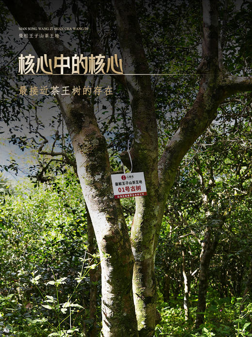 【曼松王子山茶王地】只有3饼！！2024年头春头采易武曼松王子山茶王地核心片区 王者中的顶流蕞接近茶王树的口感！ 商品图9