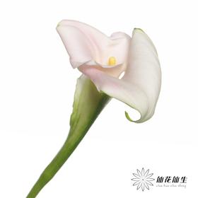 丽江马蹄莲 ｜ 变异甜蜜【轻微压伤不售后，介意慎拍】