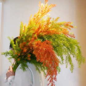 千层金丨混色【秋季氛围可做干花】丨叶材