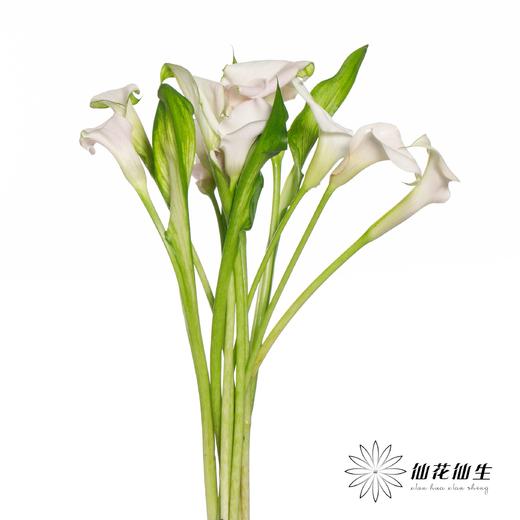 丽江马蹄莲 ｜ 变异甜蜜【轻微压伤不售后，介意慎拍】 商品图1
