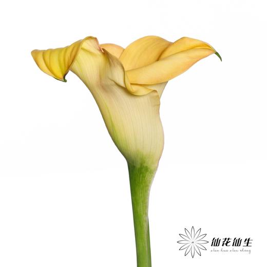 丽江马蹄莲 | 索莱罗艺术【轻微压伤不售后，介意慎拍】 商品图2