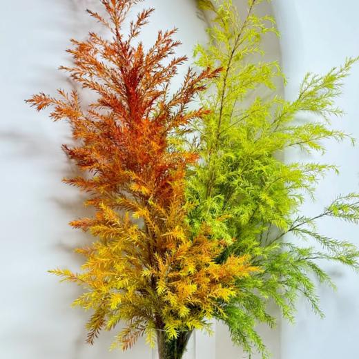 千层金丨混色【秋季氛围可做干花】丨叶材 商品图1