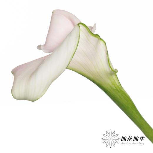 丽江马蹄莲 ｜ 变异甜蜜【轻微压伤不售后，介意慎拍】 商品图3