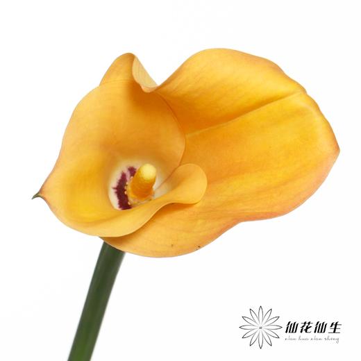 丽江马蹄莲 | 索莱罗艺术【轻微压伤不售后，介意慎拍】 商品图4