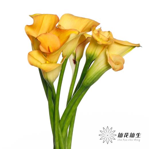 丽江马蹄莲 | 索莱罗艺术【轻微压伤不售后，介意慎拍】 商品图1