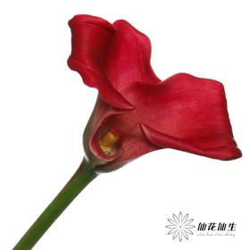 丽江马蹄莲 ｜ 变异红木【轻微压伤不售后，介意慎拍】