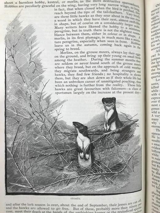 1889-1890年 英国插图杂志 数百幅精美插图 真皮精装16开 商品图8