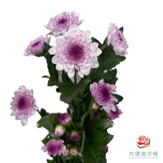 小菊-南农丹心 商品图1