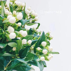 相思豆丨白豆丨5-6支