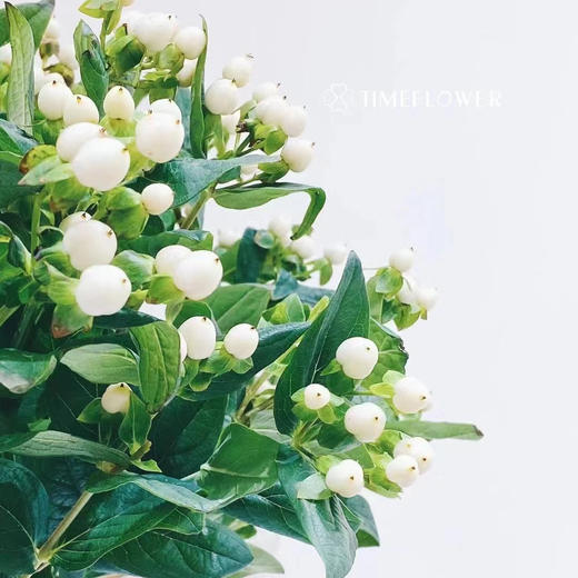 相思豆丨白豆丨5-6支 商品图0