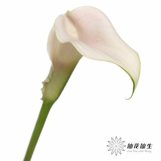 丽江马蹄莲 ｜ 变异甜蜜【轻微压伤不售后，介意慎拍】 商品图2