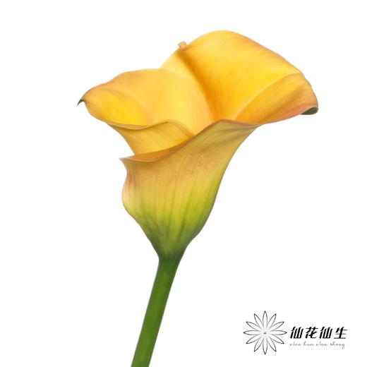 丽江马蹄莲 | 索莱罗艺术【轻微压伤不售后，介意慎拍】 商品图3