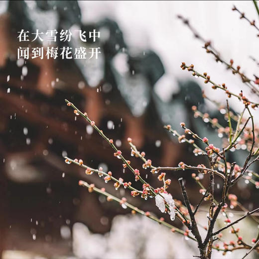 柴门｜雪中春信礼盒装—21cm，10克标准装 商品图3
