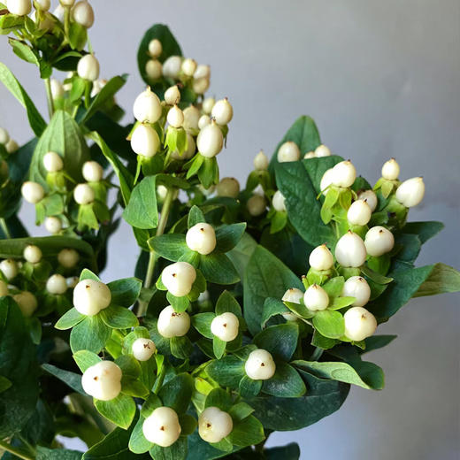 相思豆丨白豆丨5-6支 商品图1