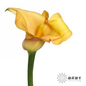 丽江马蹄莲 | 索莱罗艺术【轻微压伤不售后，介意慎拍】