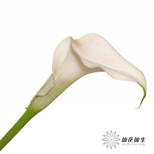 丽江马蹄莲 ｜ 变异甜蜜【轻微压伤不售后，介意慎拍】 商品图4