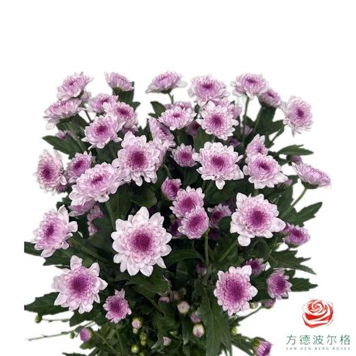 小菊-南农丹心 商品图0