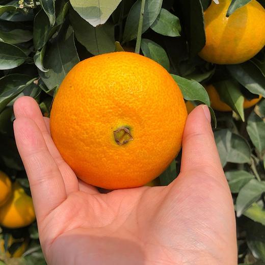 [最农公社]主推|四川爱媛38果冻橙净重3斤4.5斤中果大果特大果果王 商品图6