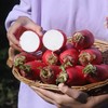 【时令】新鲜水萝卜 商品缩略图4