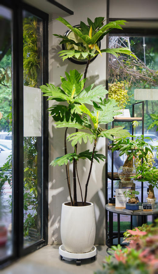 米色盆面包树 商品图0