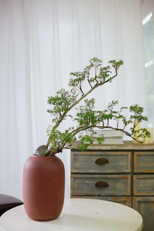 造型福禄桐 商品图0