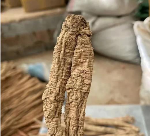 正宗甘肃纯野生老党参/大条无硫/10 年以上老党参/参味浓郁/甘甜 250克 商品图5