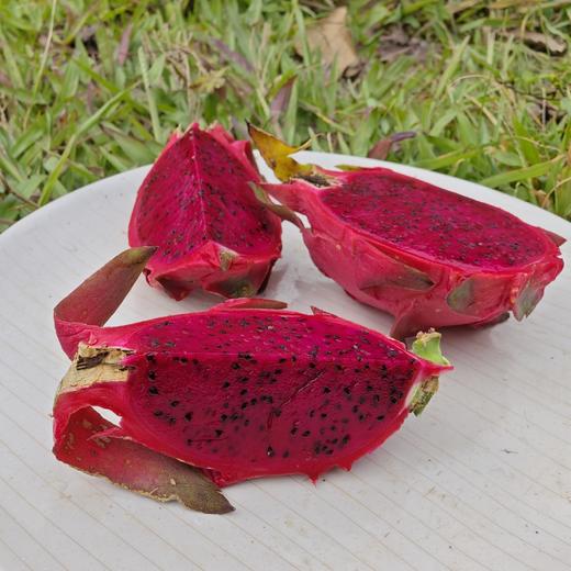 生态花皮火龙果 | 绿家自产 *  Organic saline-alkali land | Self-production 商品图1