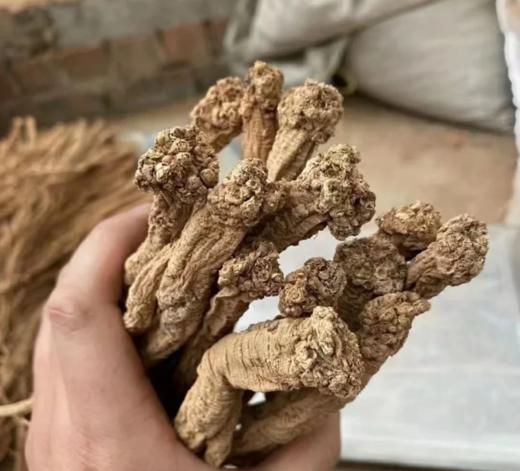 正宗甘肃纯野生老党参/大条无硫/10 年以上老党参/参味浓郁/甘甜 250克 商品图4