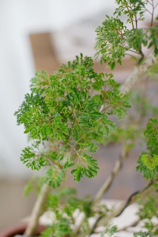 造型福禄桐 商品图1