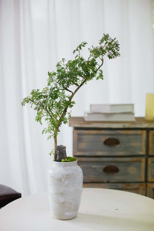 造型福禄桐 商品图0