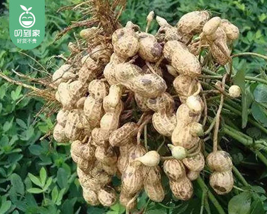 姥家莱七彩湿烤花生（原味）/1包（500g）（龙岩花生工艺）生产日期：12月 商品图3