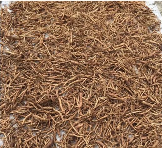 正宗甘肃纯野生老党参/大条无硫/10 年以上老党参/参味浓郁/甘甜 250克 商品图2