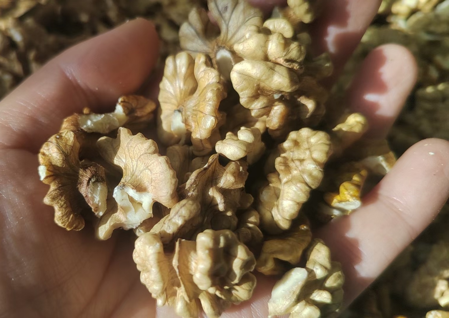 核桃仁&核桃分心木(农友直发)