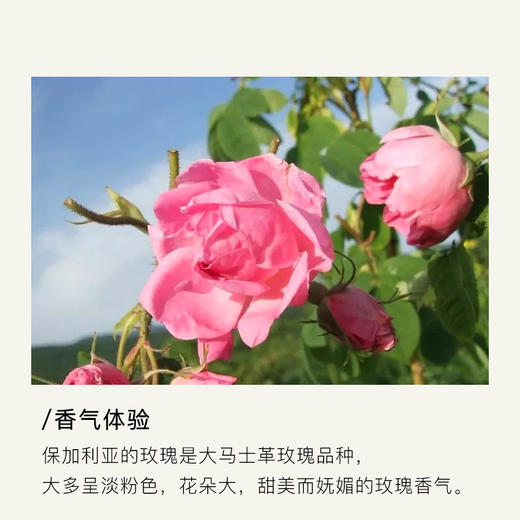 顺丰发货 英国有机种植 含量9%玫瑰15ml 适合初老肌肤 抗衰 润泽 商品图1