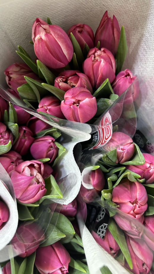 【国产郁金香】草莓松饼 约10枝/扎 商品图7