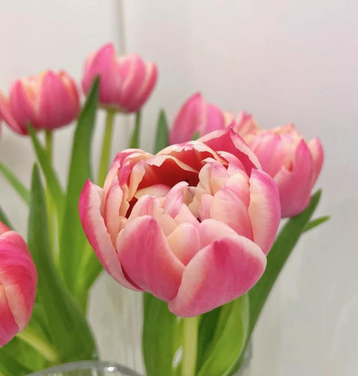 【国产郁金香】草莓松饼 约10枝/扎 商品图4